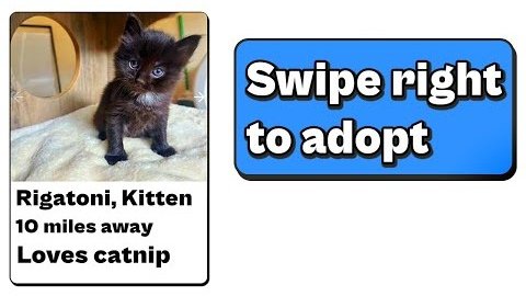 Kitten named Rigatoni available for adoption nearby.